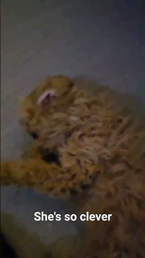 #puppytraining #cockapoopuppies #puppy #cockapoo learning new tricks every day 🙂