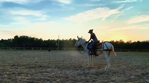 Gritty Stick Horse & Mule Co (@grittystick)’s videos with original sound - Gritty Stick Horse & Mule Co