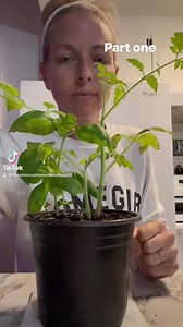 446K views · 9.5K reactions | PART ONE Basil and tomato pruning and propagation. #trashgarden #homesteader #homesteading #garden #gardening #gardening101 #gardentok #homesteadlife #anxiety #offgridgoals #chickens #homesteadtiktok #homestead #adhd #howto #canning | The Anxious Homesteader | Facebook