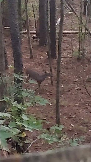 muzzleloader whitetail deer hunt!!!!!! #whitetail #deerhunting #muzzleloader #animals #outdoors