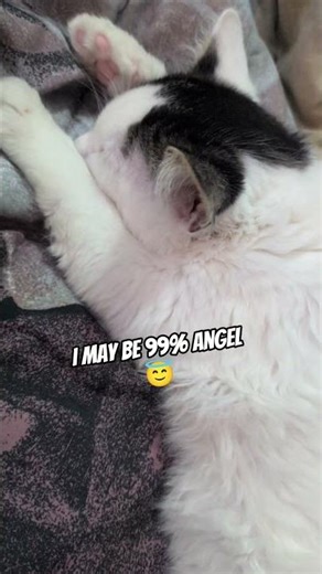 Tinkle always in trouble 🐾😺 #catshorts #catlovers #catsofyoutube #fypシ