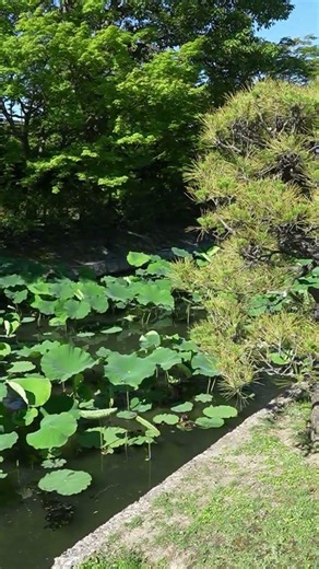 鴨の赤ちゃんたち｜京都・東寺 蓮池を泳ぐ、蓮の花を待つ初夏の風景 2026.5.30