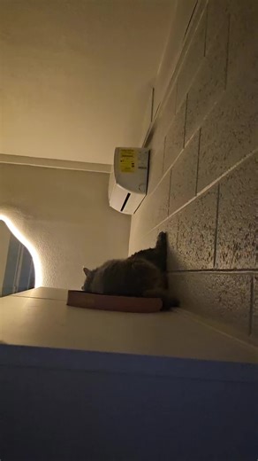 KittyC (@kittycovid)’s videos with Pretty Kitty - Cat Song