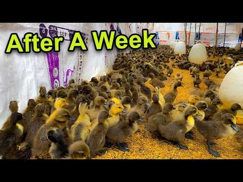 First Week of Life: Duckling Feeding Activities.