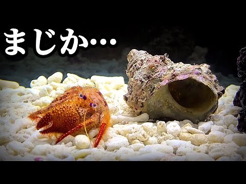 飼育してるヤドカリが…突然の出来事でした。