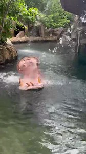 We have hoses that go off at different times each day in Hippo Cove to provide our bloat with some of their favorite enrichment - hose time! All of the hippos enjoy having the hose spray into their big mouths! | Cincinnati Zoo & Botanical Garden