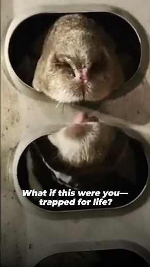 Their entire lives are being reduced to small, dingy enclosures — all because of human selfishness 💔