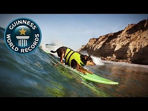 Longest Wave Surfed By A Dog - Guinness World Records - Guinness World Records