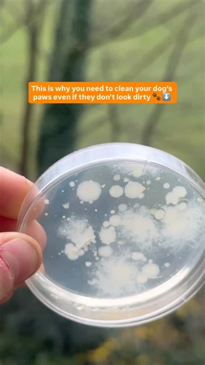 Your dog’s paws are in constant contact with the ground, and that...