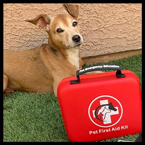 DELUXE 60+ PIECE PET FIRST AID KIT