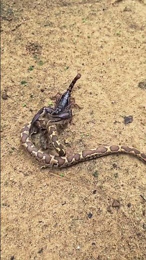 “Scorpion vs Snake: Who Will Win This Deadly Battle?”
