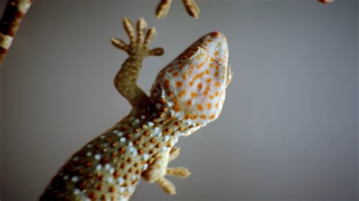 Watch what happens when gecko skin is turned into a material