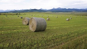 Early-season estimate of hay value is worth the effort - Alberta Farmer Express