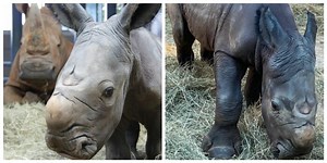 White Rhinoceros gives birth at Disney's Animal Kingdom | Chip and Company