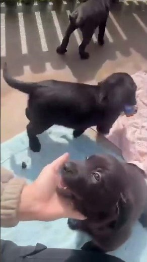 Puppy Joy! | Dogs Trust