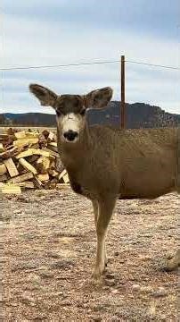 Mule Deer South Park Colorado Feb 28, 2026 Part 3 TALL