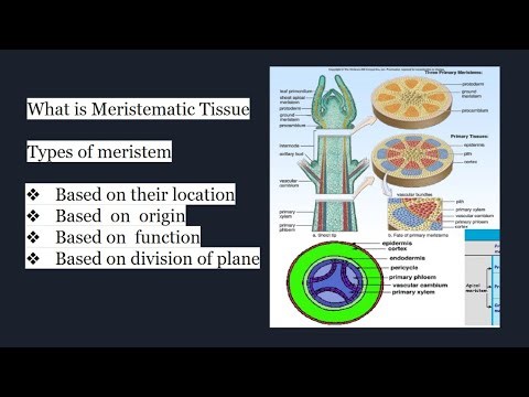 Meristematic Tissue Explained | Types of Meristem Based on Origin, Function & Plane of Division