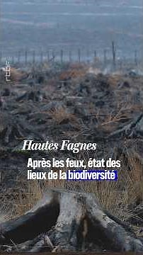 Hautes Fagnes: After the fires, a status report on biodiversity - RTBF Info