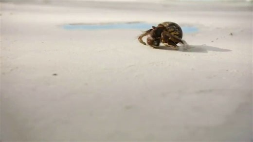 Sandals Resorts Winter Blues Sale TV Spot, 'Made of Caribbean'