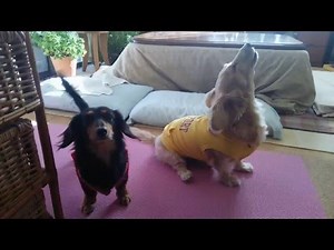 Miniature Dachshund Howling and Barking ミニチュアダックスの遠吠えとワンワン吠え