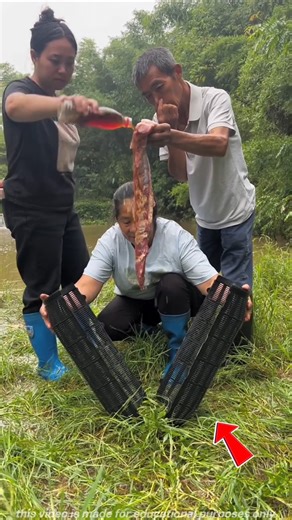 Japan’s clever fish trap method revealed #shortvideo