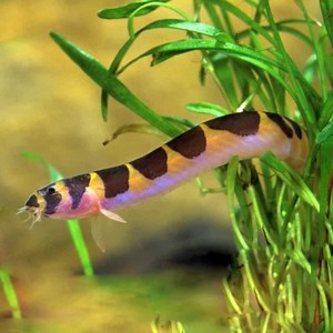 Kuhli Loach Striped 6-7cm - Roxy Aquarium