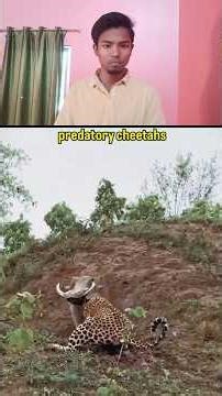 The hunter's method of hunting a cheetah