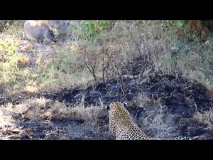 leopard hunting warthog family and catching the one piglet video