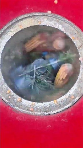 Grinding dry vegetables and plants into fine powder feed using simple traditional tools methods now