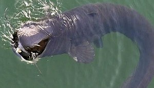 Yes, there are giant catfish in Chernobyl's cooling pond – but they're not radiation mutants