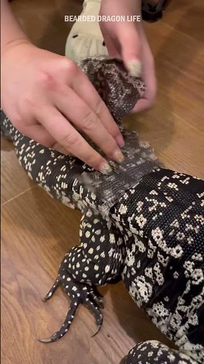 ASMR! Lizard Tegu Enclosure Shedding Skin #lizard #shedding #teguenclosure #asmr