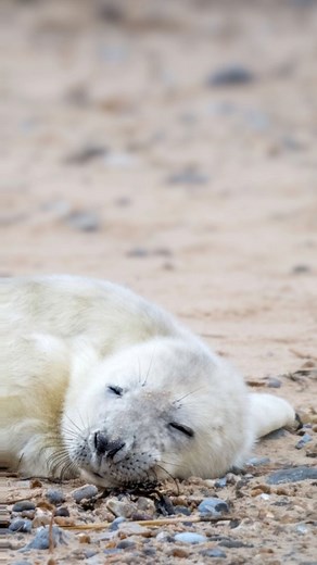 491 reactions · 68 shares | Our seal camera is now streaming live...