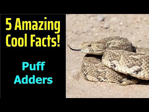 5 Fascinating Facts About Puff Adders