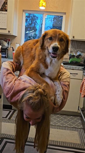 Darrel the Sports Dog 🏒🛹 & Hailey Adair 🙋🏼‍♀️ on Instagram: "I had requests for the full video, so here you go 😂 Darrel does know how to jump on my back, but I promise I was just as bamboozled as anyone when this happened. And shoutout the cameraman for staying statue still, I need you to know he was covering his mouth soooo hard to keep himself from bursting out laughing. Luna was totally fine, and she is doing so great in our household, definitely fittin