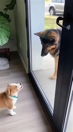 Tiny Pup Barking at Big Dog