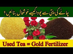 Used Tea Leaves Fertilizer | Best Organic Fertilizer For Plants | Waste To Fertilizer Idea