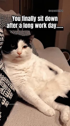 I’ve been promoted to “Head of Glue Sticks” 😫💀 #worklife #adulting #wtf #homework | Corporate Kitty Kat