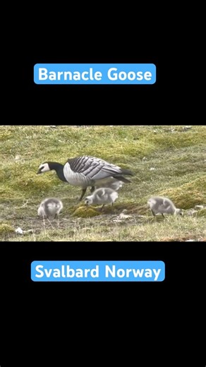Momma Goose With Her Chicks #wildlifephotography #birds #naturephotography #naturelovers #birding