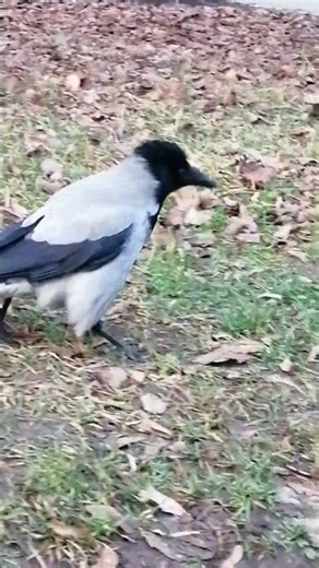 Пуховый самец Бородулька #вороны / Fluffy male crow Beardy