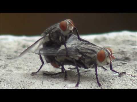 Housefly mating