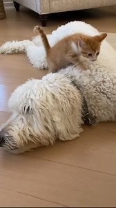 15K views · 83 reactions | A tiny kitten chose the softest place to nap This video was produced by Network Media and NV Media | Simulated Reality | Facebook