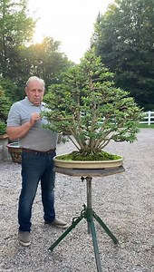 8.2K views · 180 reactions | Privet kabudachi I kept since 1978 | David Easterbrook Bonsai | Facebook