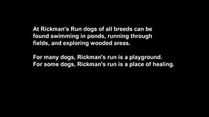 11 reactions · 26 shares | Animal lovers take note. Enjoy our profile of dog rescuer Christopher Mercure (Lincoln) as he and his best friends enjoy Rickman's Dog Run. Story by NET videographer/editor David Koehn. | Nebraska Stories | Facebook