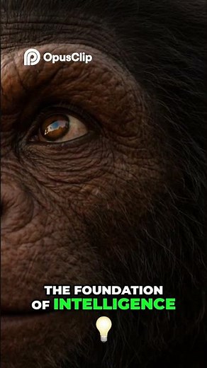 Human Evolution The Dawn of Intelligence Begins #documentary #space #lifeonearth
