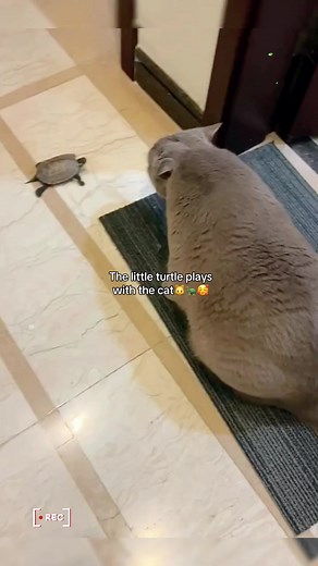 Mr. Turtle on TikTok