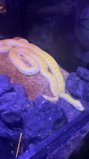 Yellow Burmese Python