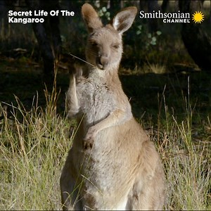🦘 With their distinctive appearance, trademark bounce, and babies in pouches, kangaroos are Australia's most iconic marsupial. But kangaroo life is filled with brawls, squabbles, companionship and the unique challenge of having to manage bouncy babies. 🕵️ Take a closer look at the up-and-down life of an 🇦🇺 Australian icon. Catch The Life Of The Kangaroo on Smithsonian Channel, Tonight at 9:55pm (GMT 8). | Smithsonian Channel
