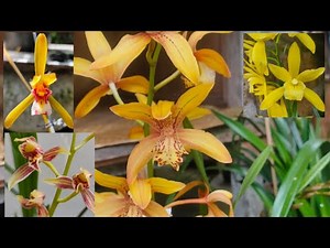 cara mengenali ID bunga anggrek tanah cymbidium dilihat dari daunnya