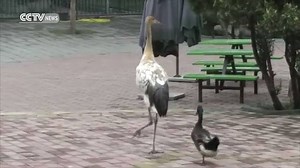 Duck and crane become best buddies in real-life Ugly Duckling story You must have read the story of The Ugly Duckling. However, in real life, this duck, which was hatched in the nest of a red crowned crane, has formed a great friendship with his ‘brother,’ a small crane in Xingqing Zoo in Xi’an, Shaanxi Province. They share every minute together, including having meals and hanging out. Check the video to take a look. | CGTN