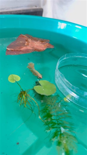 Yellow full moon betta glow female betta breeding Podachi guys #bettagalaxy #aquarium #bettafighter